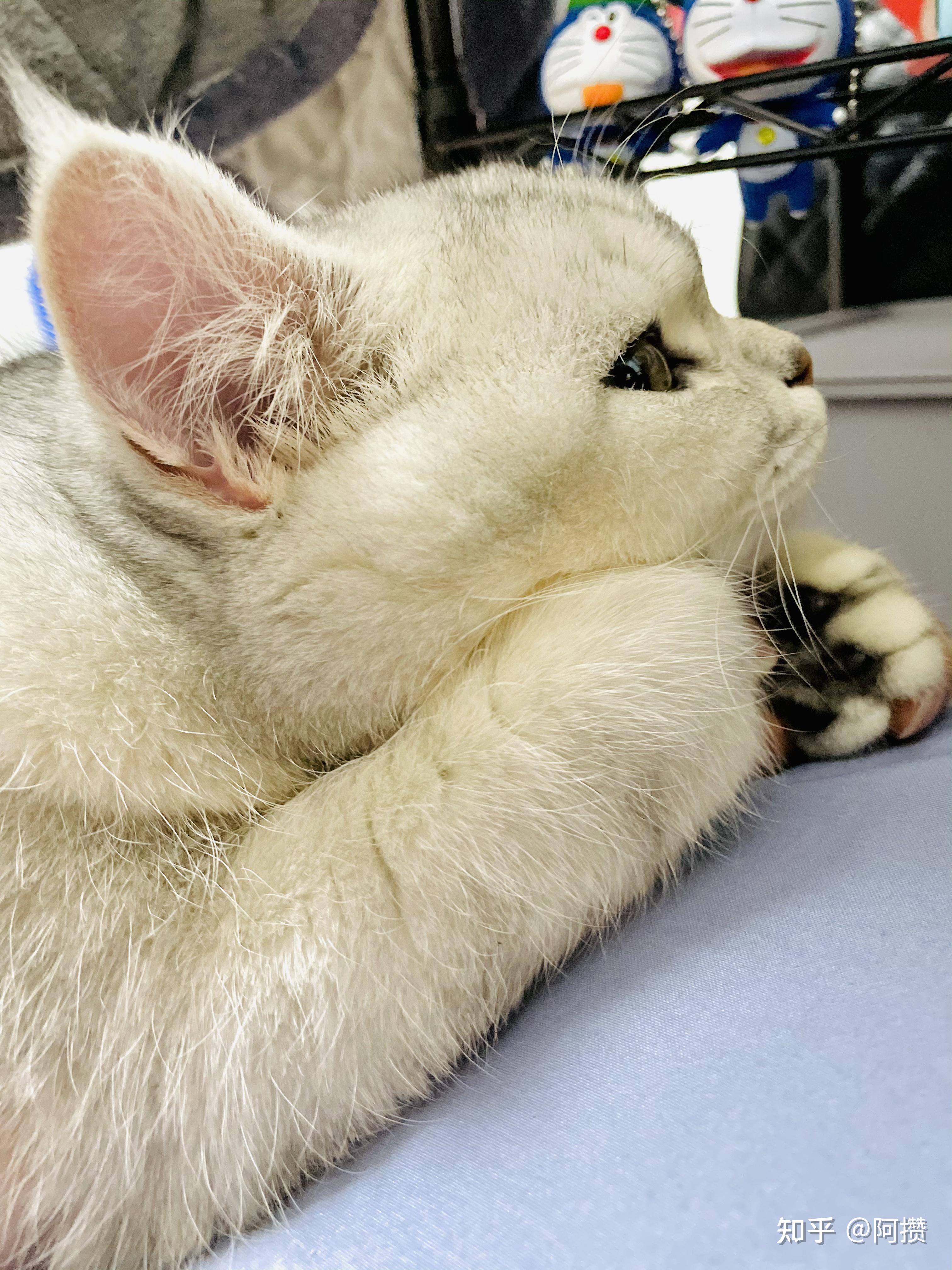 可以晒一晒你家猫咪揣手的照片吗? - 知乎