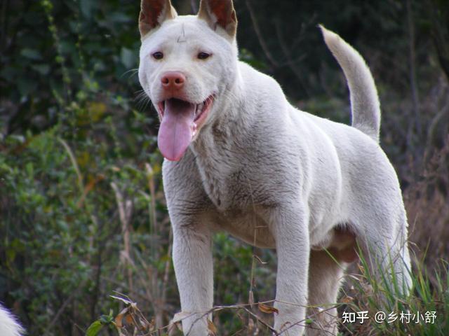 在农村，如何挑选一只好的土狗养？ - 知乎