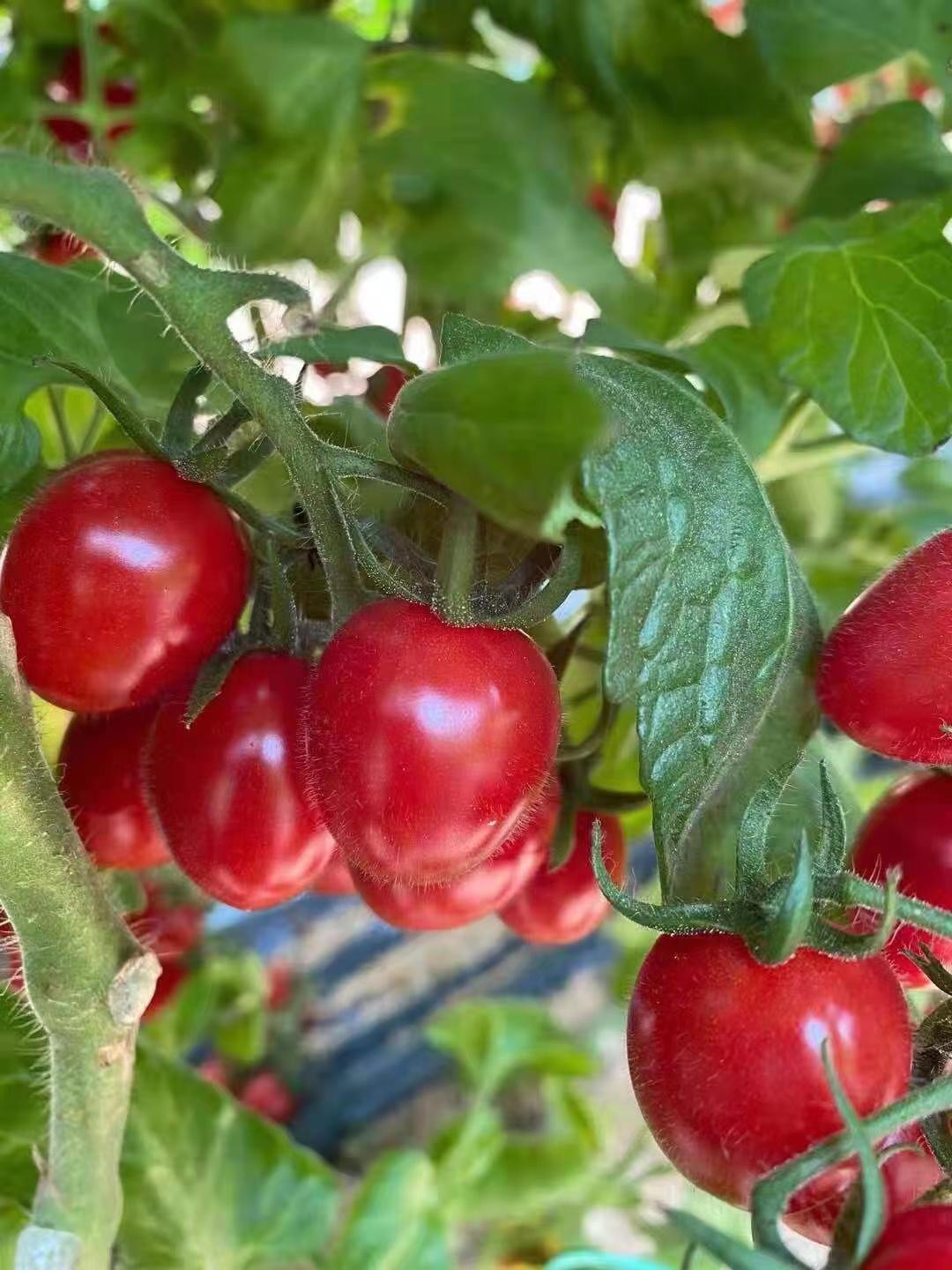 会爆汁的釜山88玲珑小番茄你吃过吗