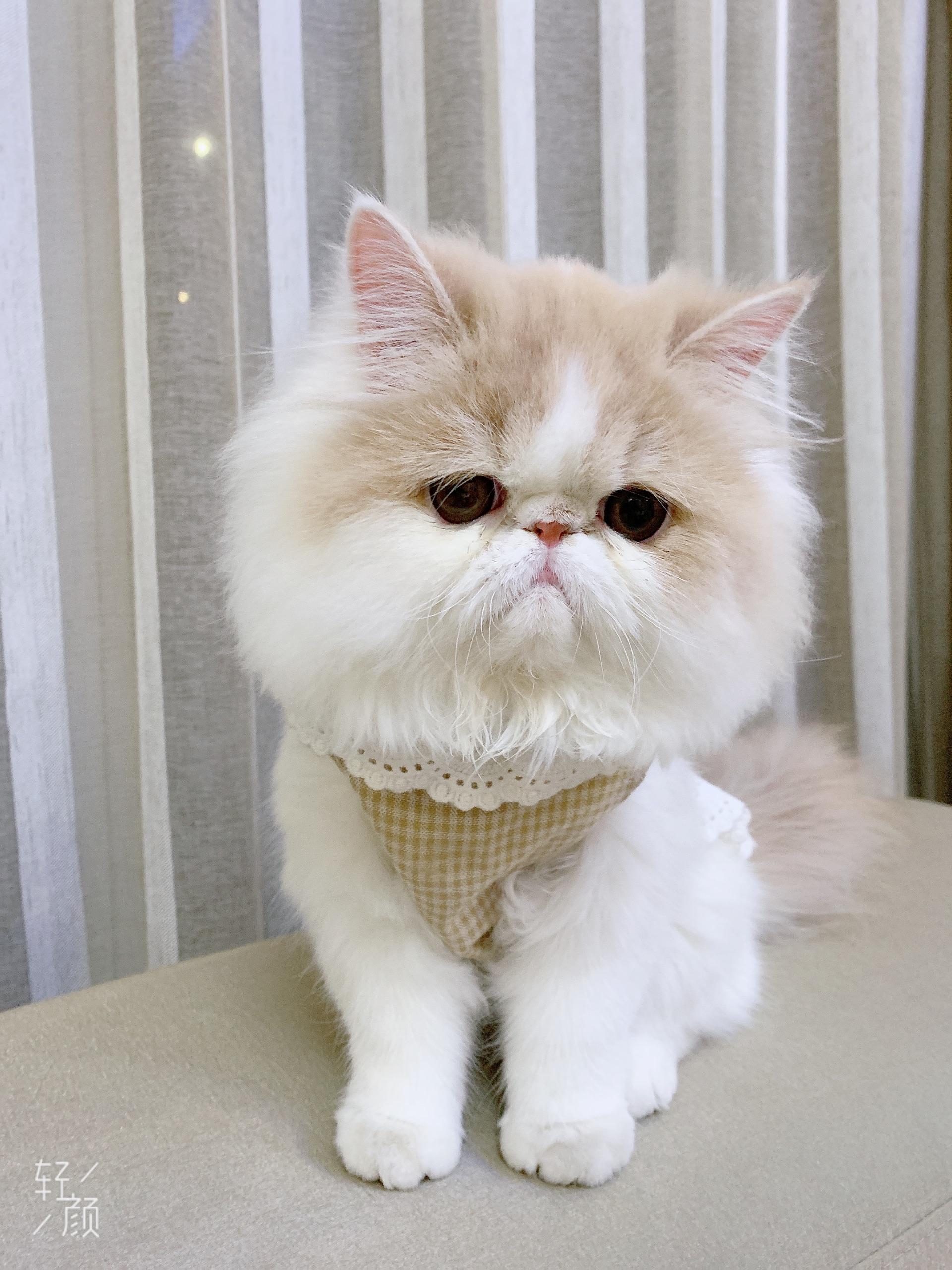 大脸猫加菲猫的智商比其他猫的要高吗