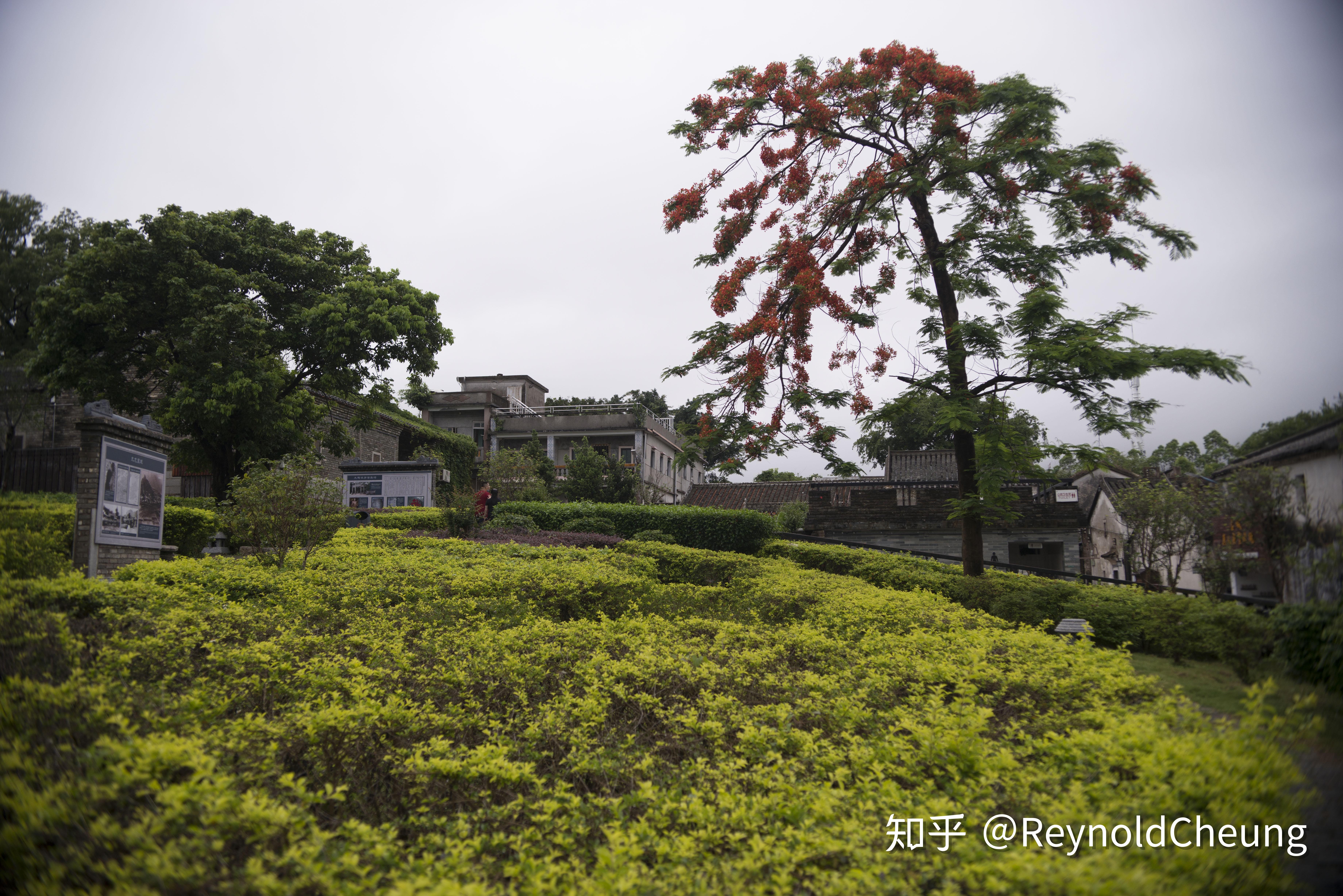 NIKON鏡頭收購