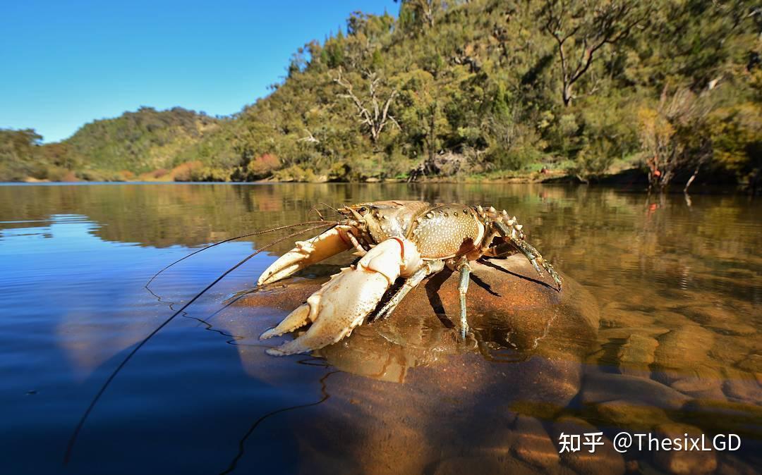 淡水鳌虾品种图片