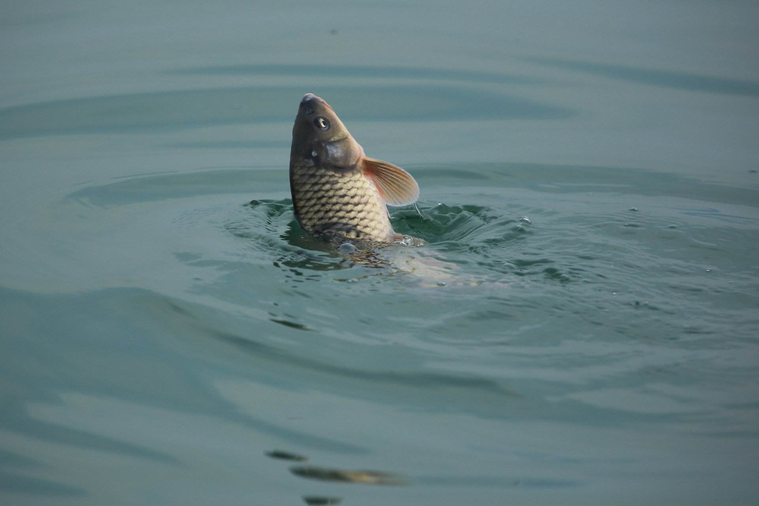 关联人物:泽城丈(如龙online),春日一番