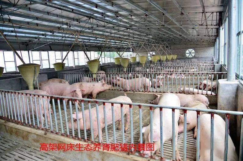 养殖快报丨广西:"高架网床 微生物"模式恢复生猪养殖