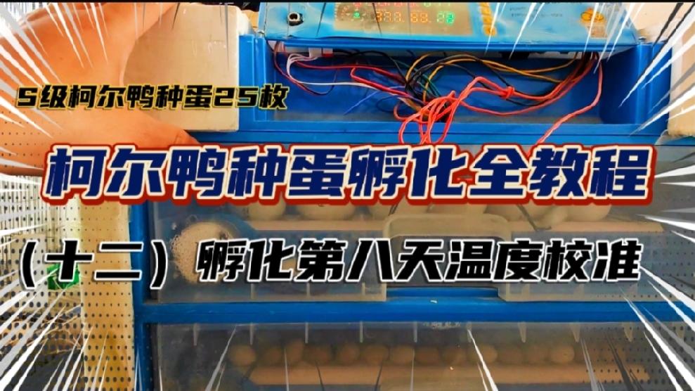 s级柯尔鸭种蛋孵化全教程十二孵化第八天再次校准孵化器