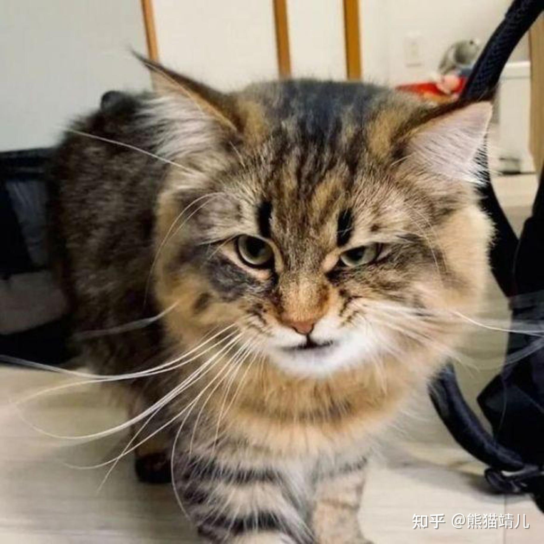 大聪明猫猫表情包图片