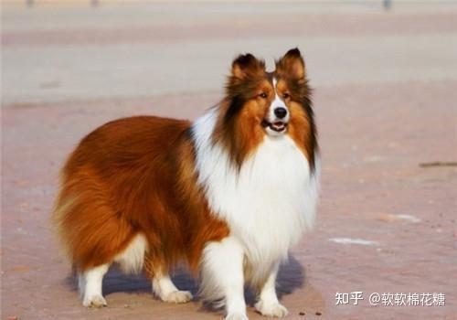 养狗首选陨石般的喜乐蒂完美