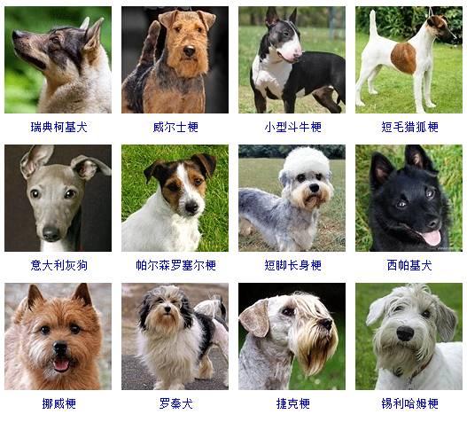 178种狗狗品种大全 原来按体型智商都是这么分 狗的种类大全带图解 茶文网