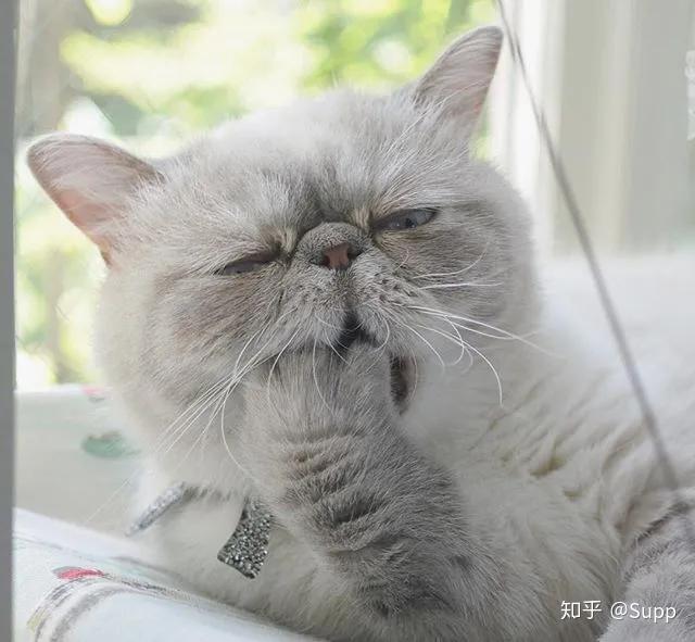 日本小哥养了2只睡不醒的颓废猫走红ins网友是十一回来上班的我了