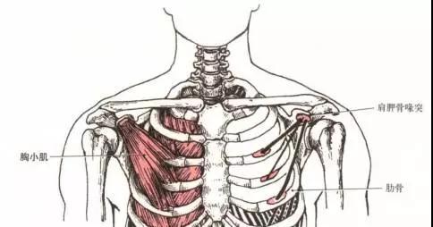 当长时间保持头前倾,会使部分肌群缩短而对侧肌群拉长,所以解决方式
