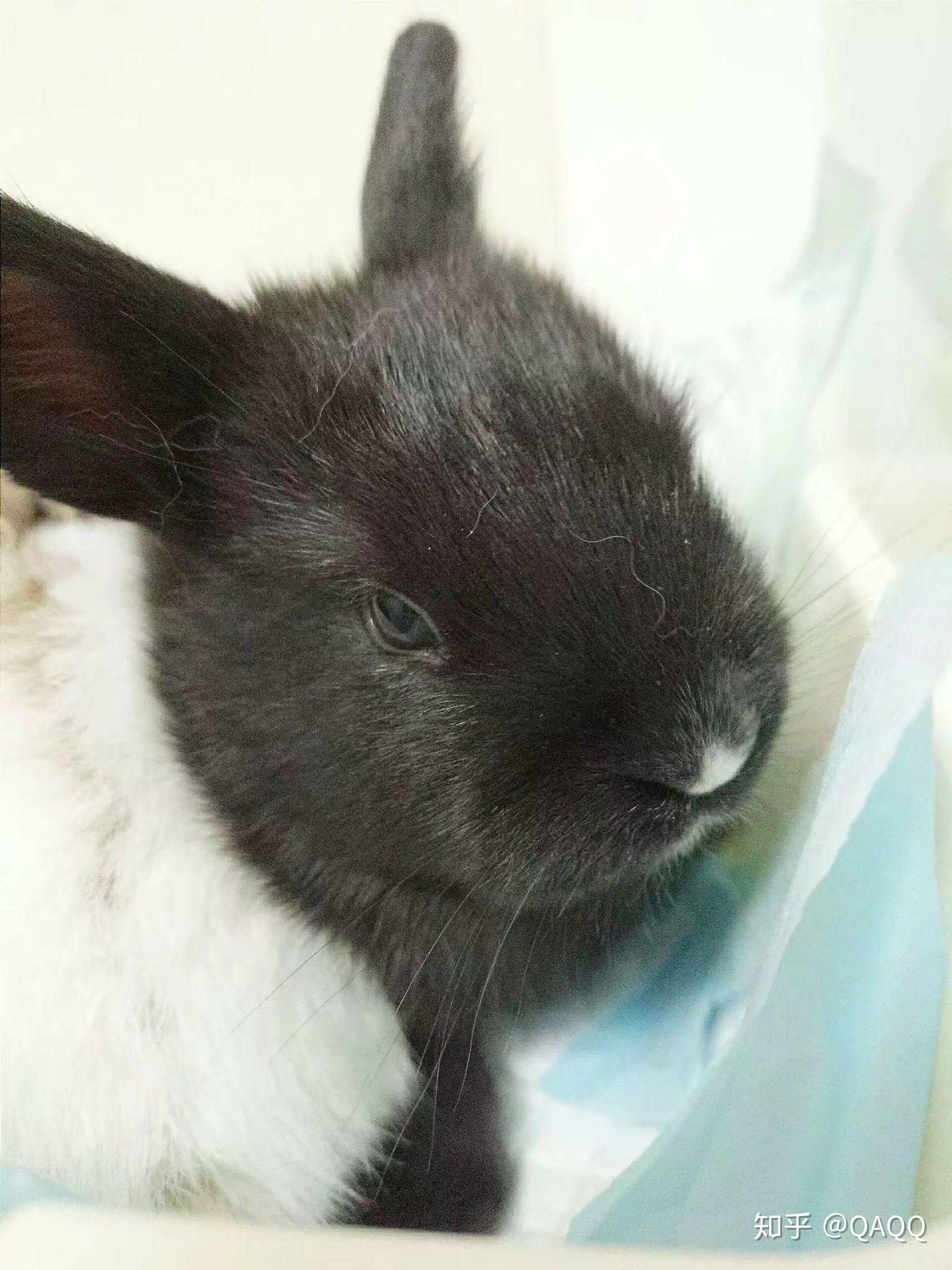 Baby rabbits grow up - Mirror Online