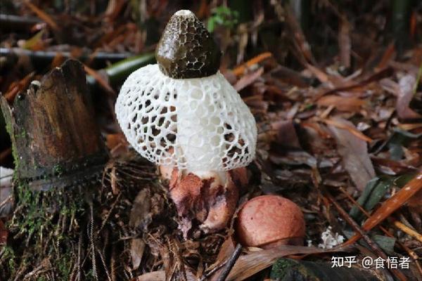 云南美食文化——野生菌类传统经典菜肴18例 - 知乎