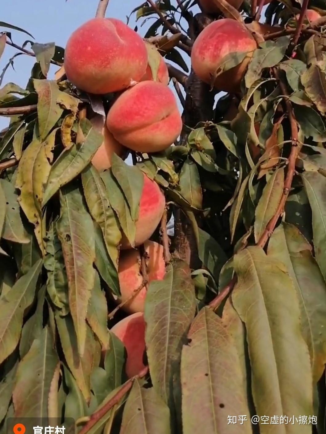 红叶冬桃立冬开园了山东临沂金岭家庭农场50亩冬桃立冬开园