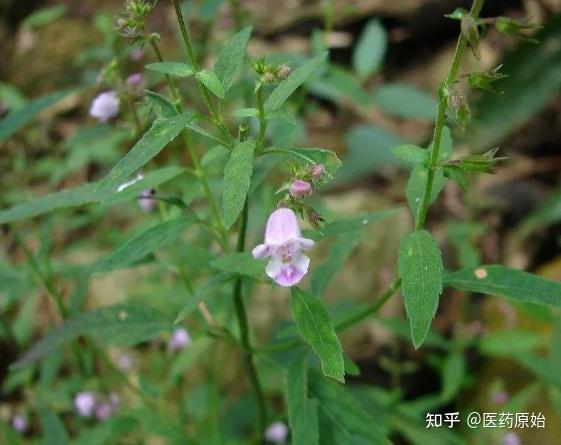 石香薷江香薷海州香薷和石香薷植物对比图【性状】青香薷长30～50cm