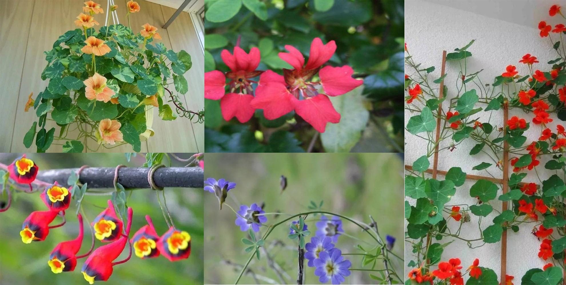 用种子培育旱金莲 上手简单的观叶观花植物 缺点就是难度夏 知乎