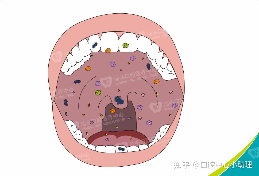 口腔微生物形态图图片