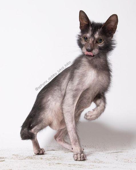 你见过哪些奇奇怪怪的猫?