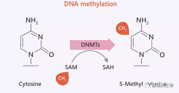 為dna甲基化注入靈魂——dna甲基化 轉錄組方案 - 知乎