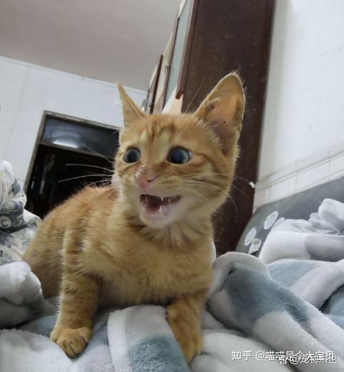 网友在门口捡了一只橘猫半年后我还是扔了