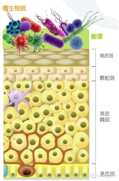 微生態屏障:合適的酸度可以保持皮膚菌群的多樣性和豐度,幫助建立有益