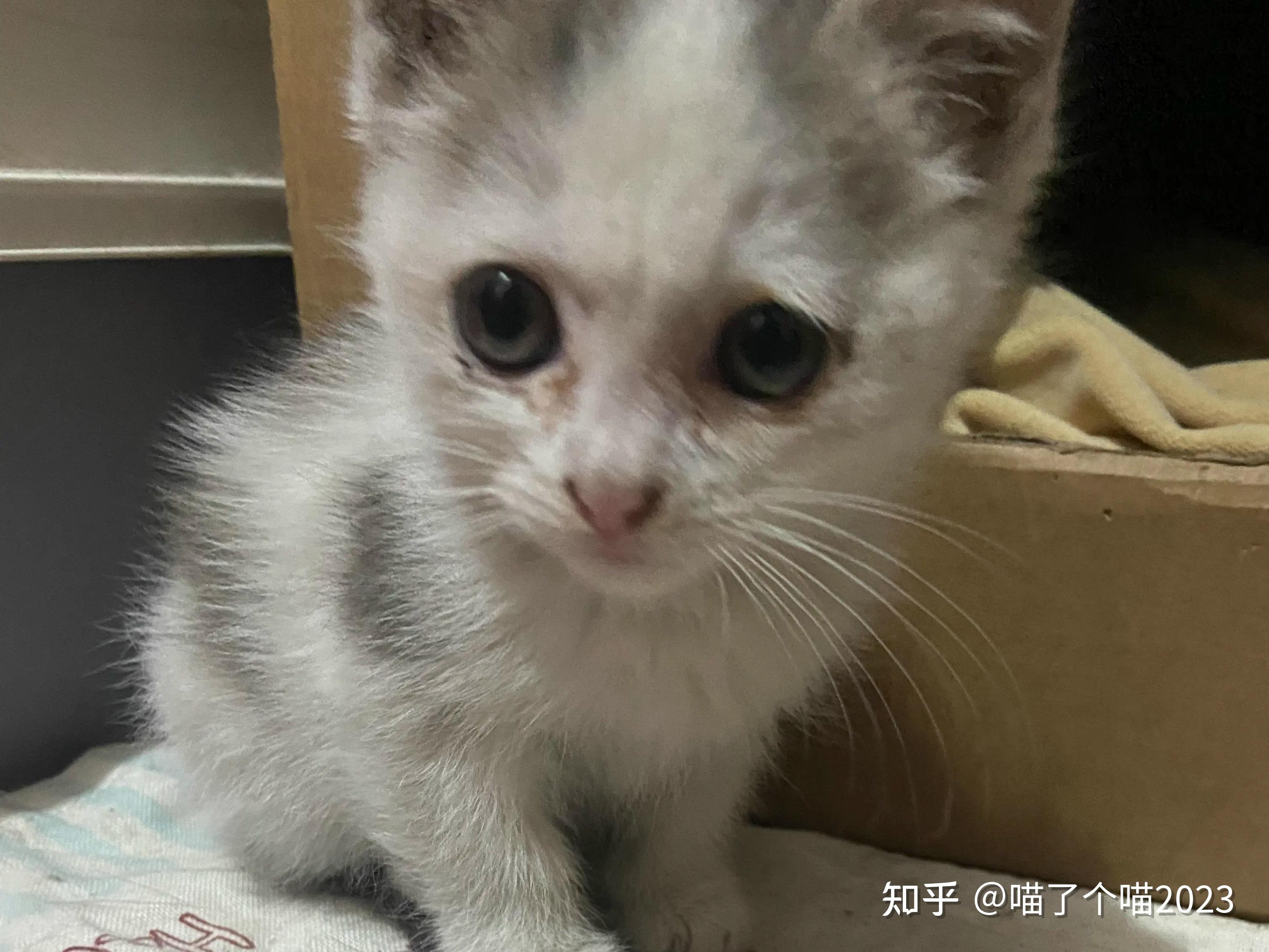 小奶猫一直叫怎么办 知乎