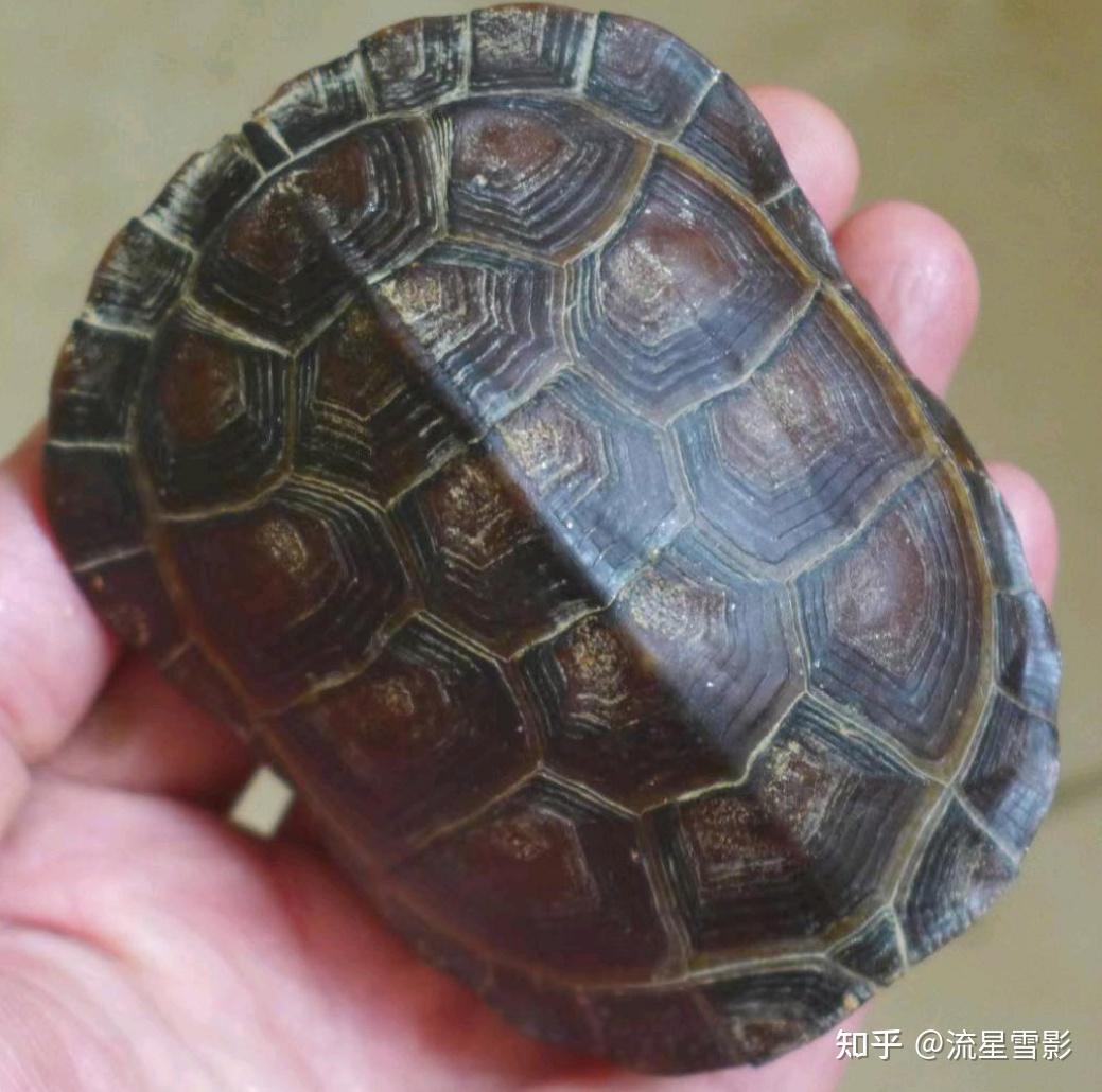 珍珠龟为什么是国龟的颜值担当