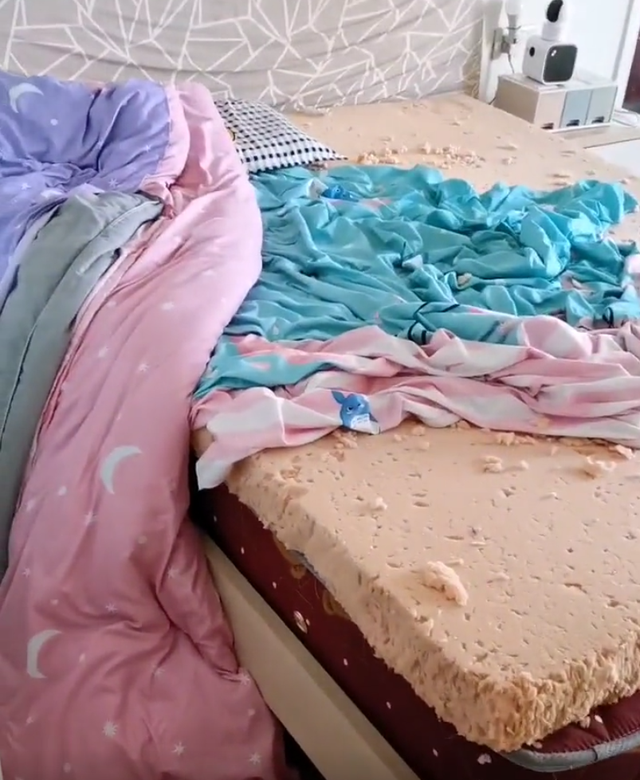 没带猫回家过年我的猫把家拆了还在监控里耀武扬威