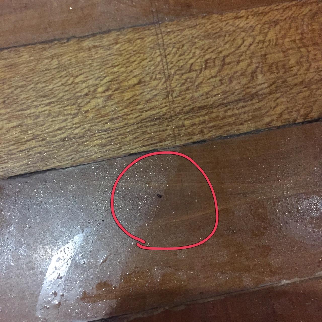 家里有跳蚤如何根除