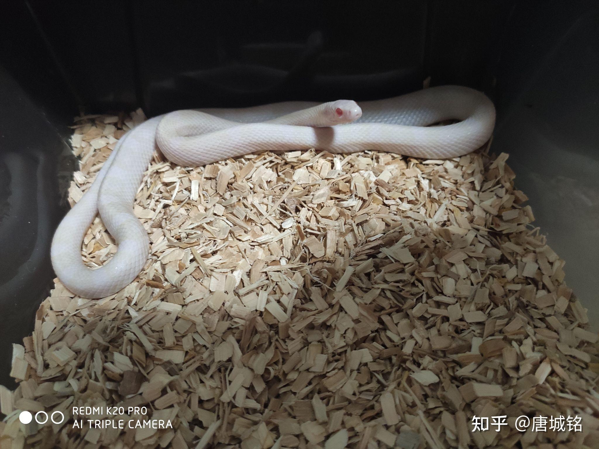 通体白色,身体成倒梯形的蛇是什么,? - 知乎