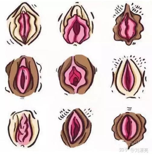 女生下体有突出的肉是什么? - 知乎