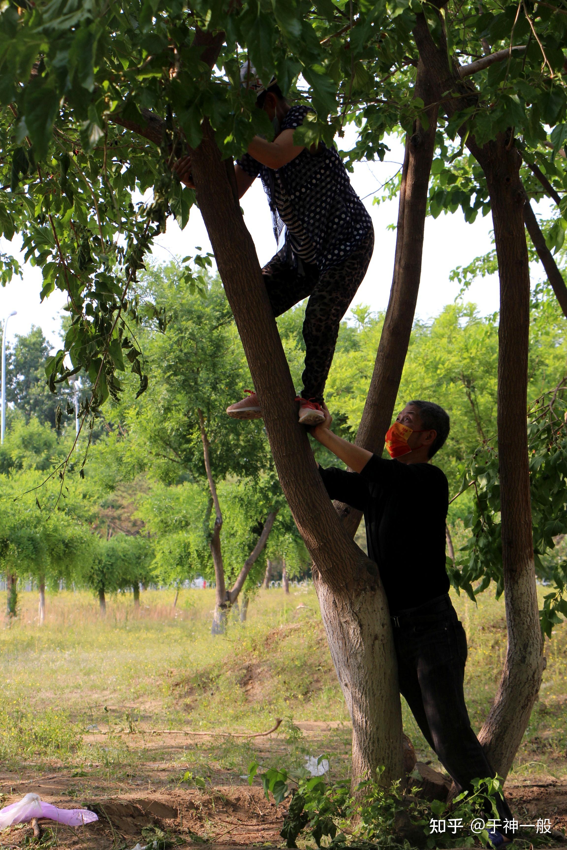 前些天路过发现树林里有人在爬树,仔