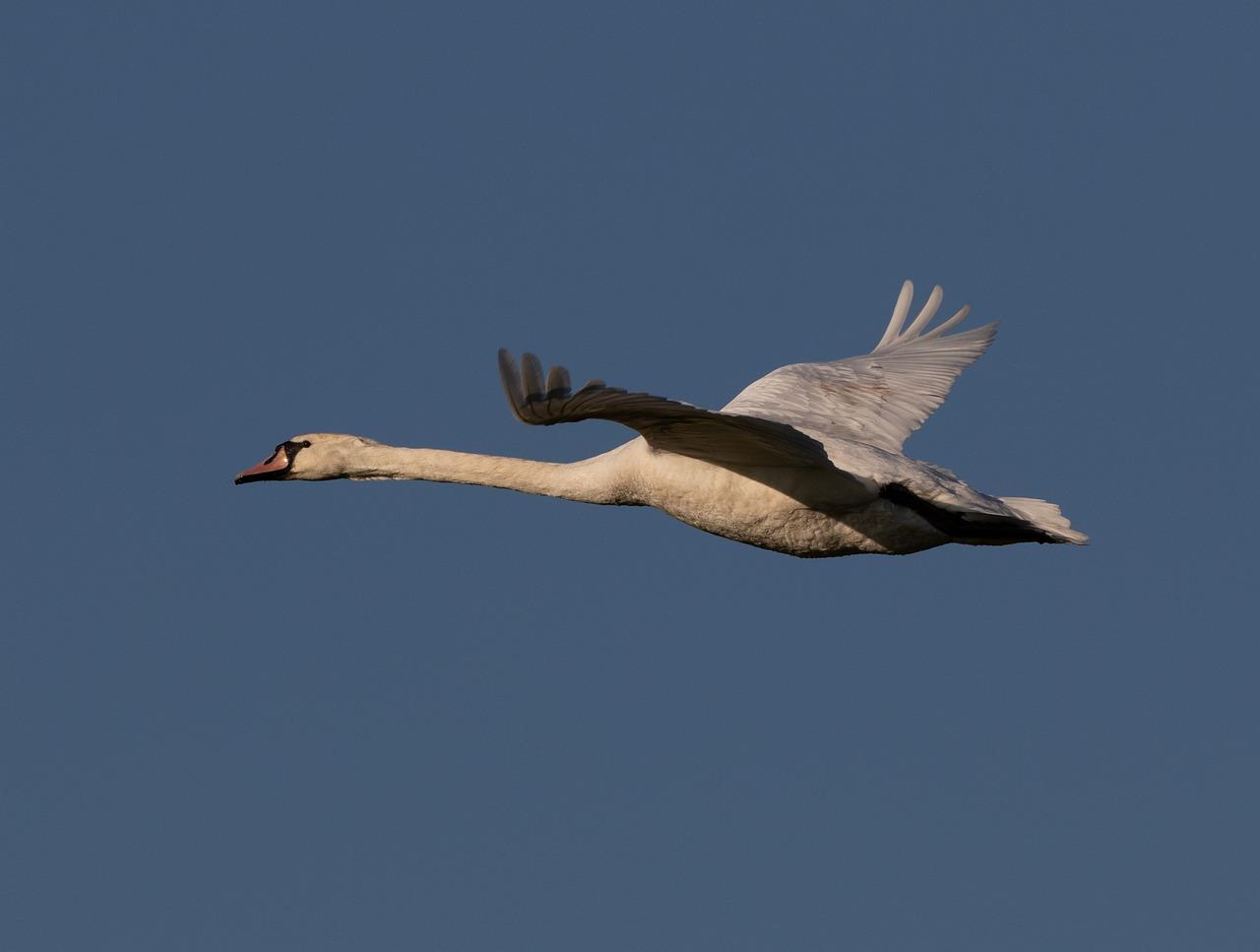 4. 天鹅城地铁站名
