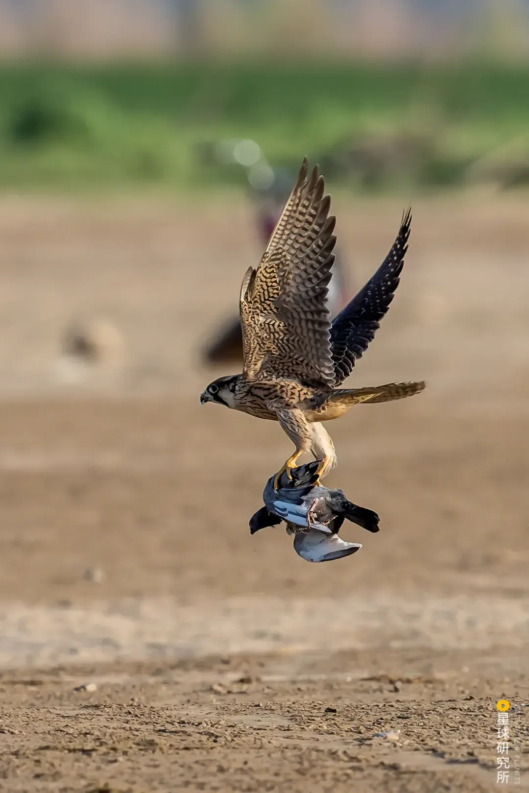 候鸟为什么要迁徙迁徙路线是怎样的