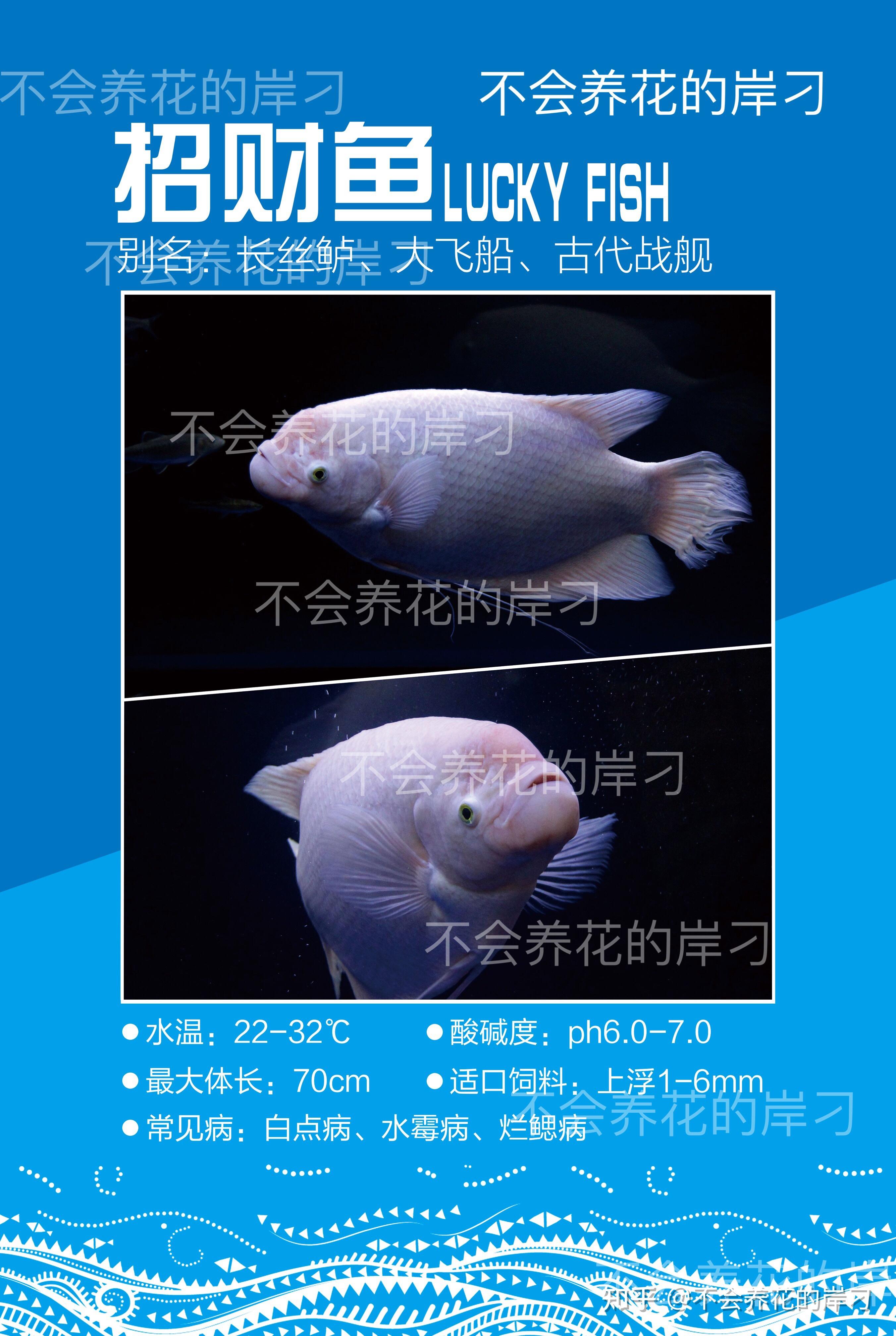 招财鱼摄影图__鱼类_生物世界_摄影图库_昵图网nipic.com