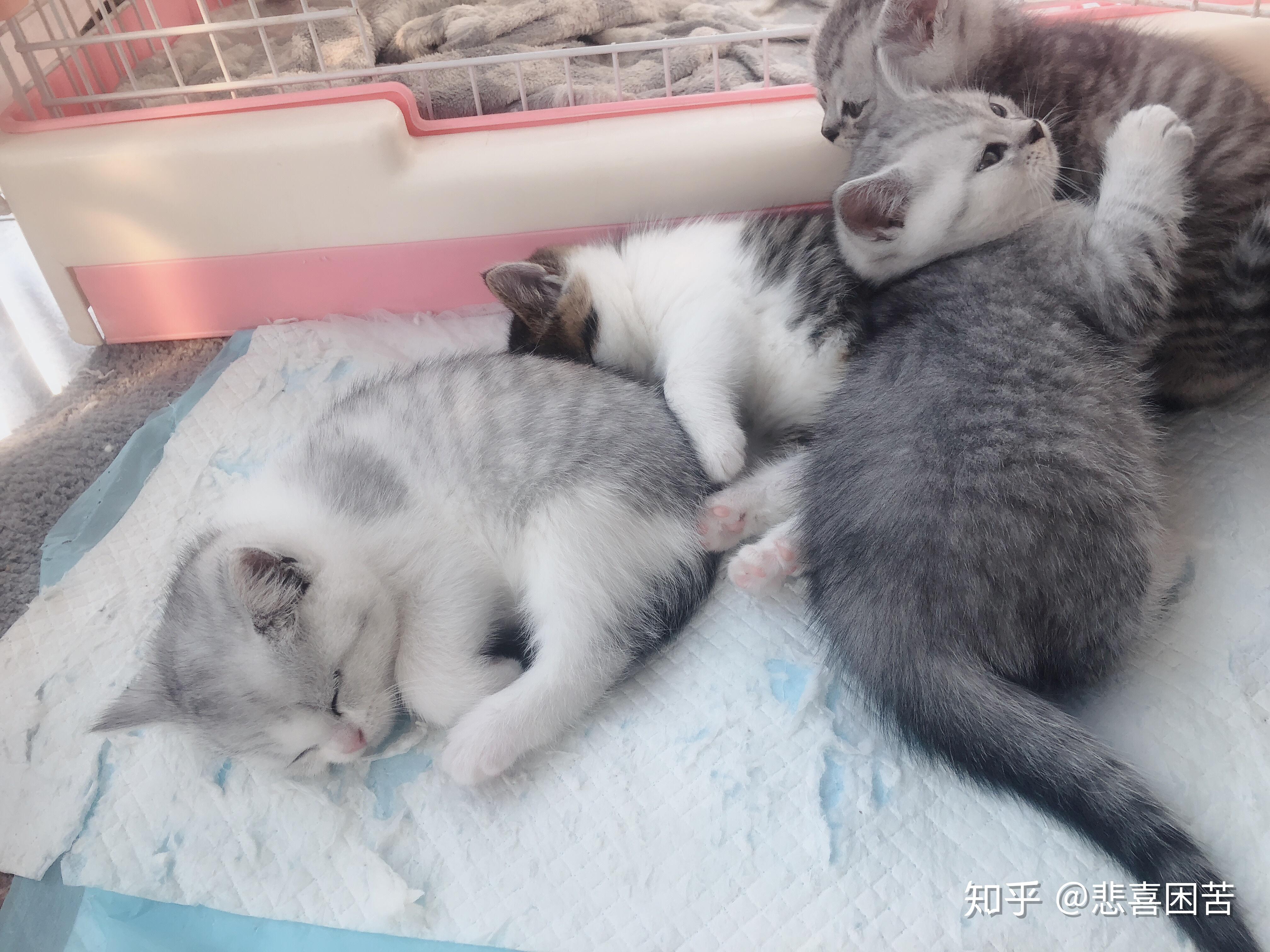 请问大家,英短蓝猫妈妈可以和银渐层爸爸配吗?