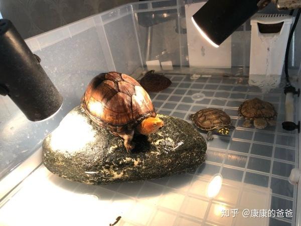 红面蛋龟红面泥龟的饲养方式