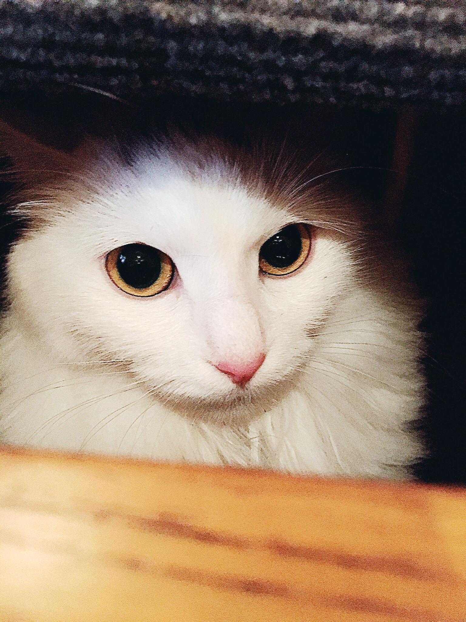 最漂亮的猫是什么样的 v2-ec3f8771cec8d9ab303b1b4e22c4320c_r.jpg