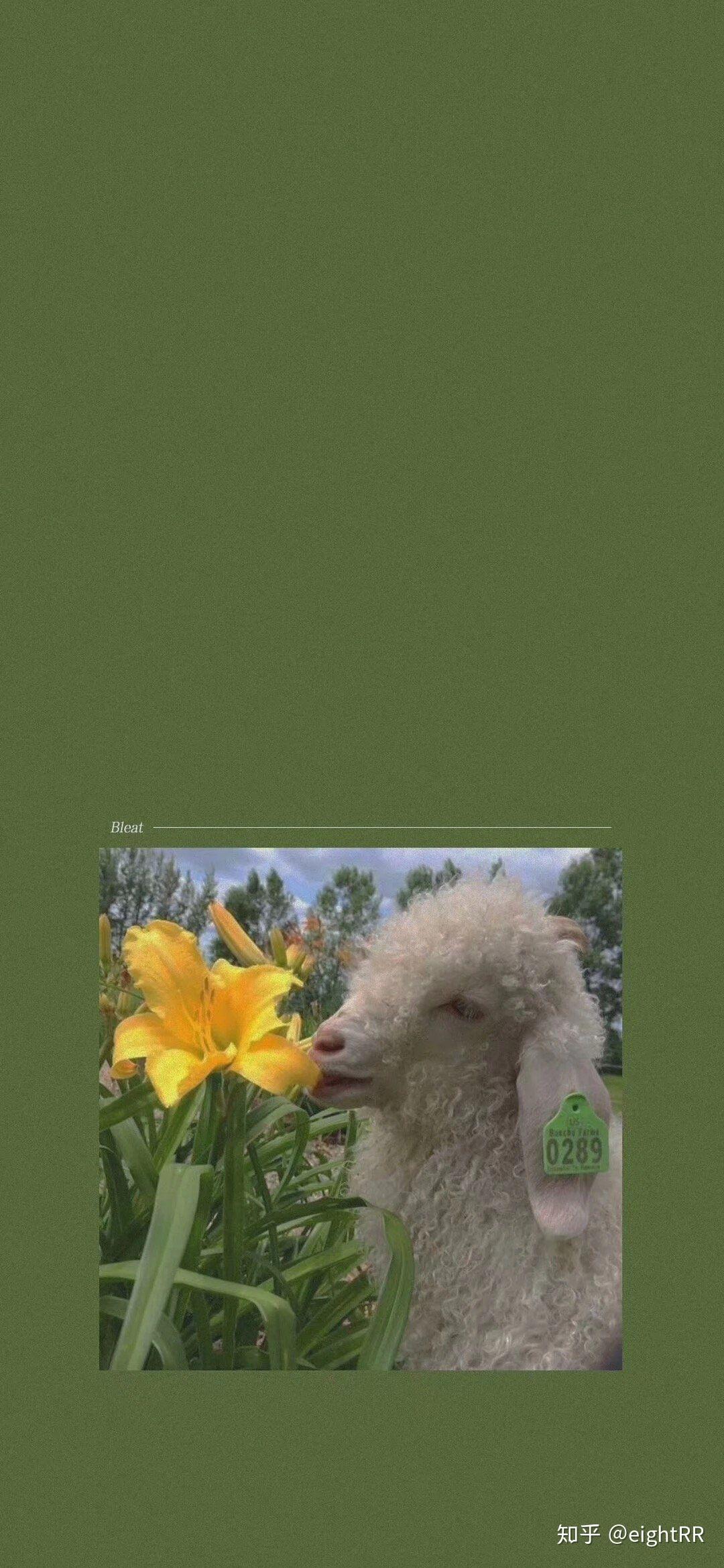 有没有很好看不太花哨的绿色壁纸?