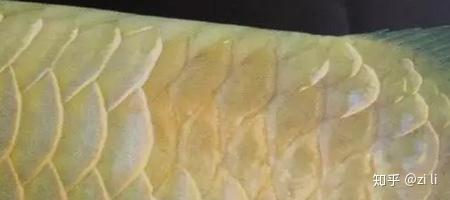 短鲷立鳍_龙纹短鲷为什么叫短鲷之王_白兰特短鲷不拉鳍