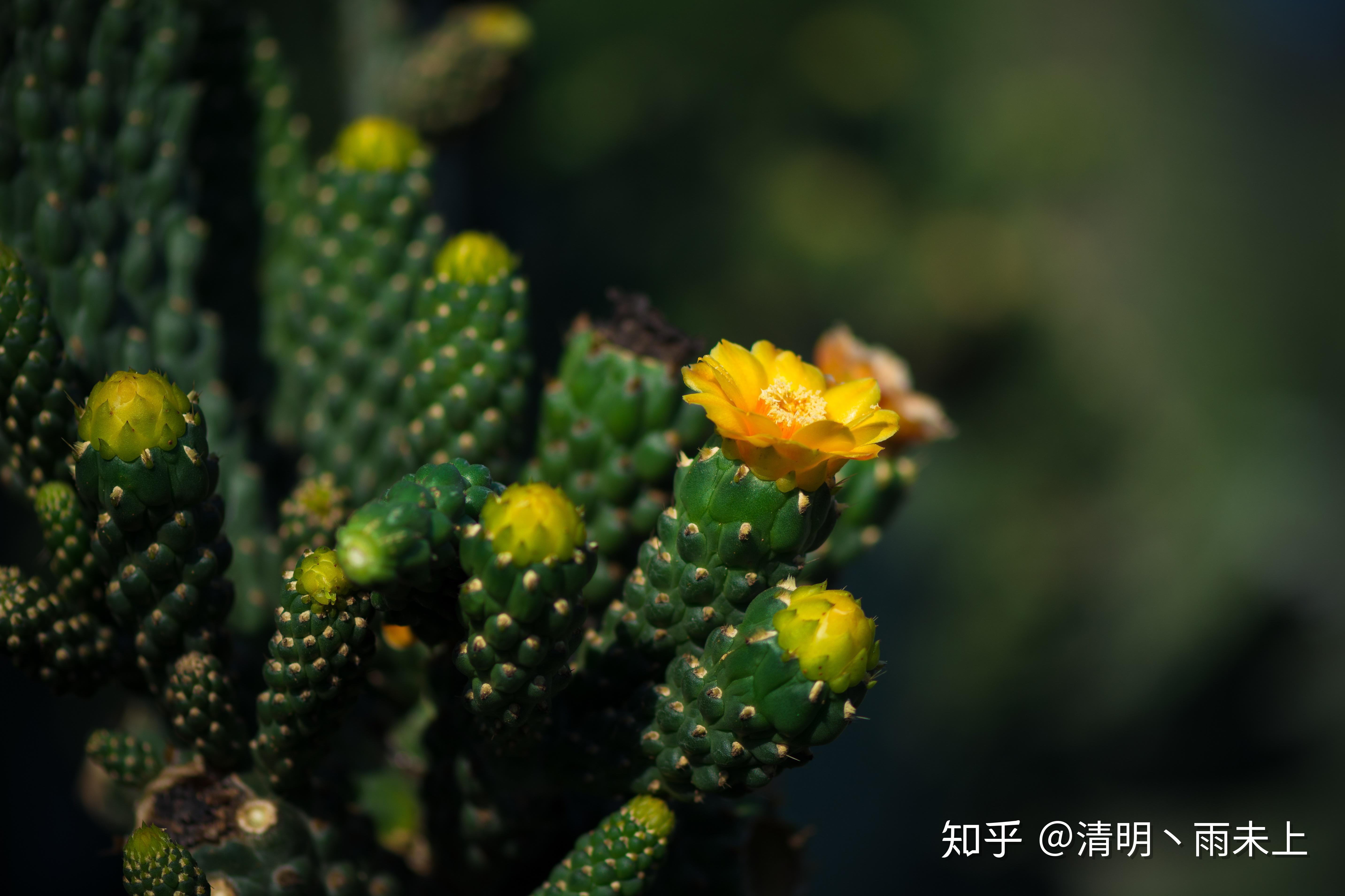 植物園之行第十一季仙人掌