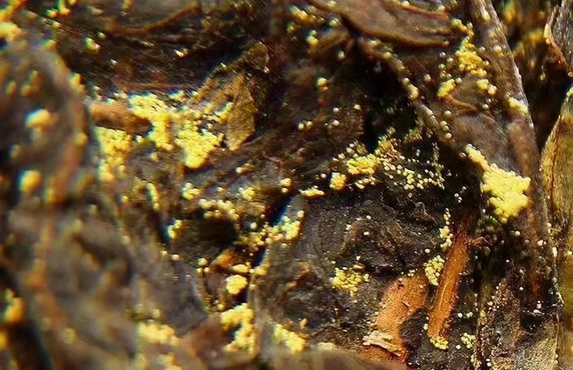 你的普洱茶不是长了金花,是发霉了 - 知乎
