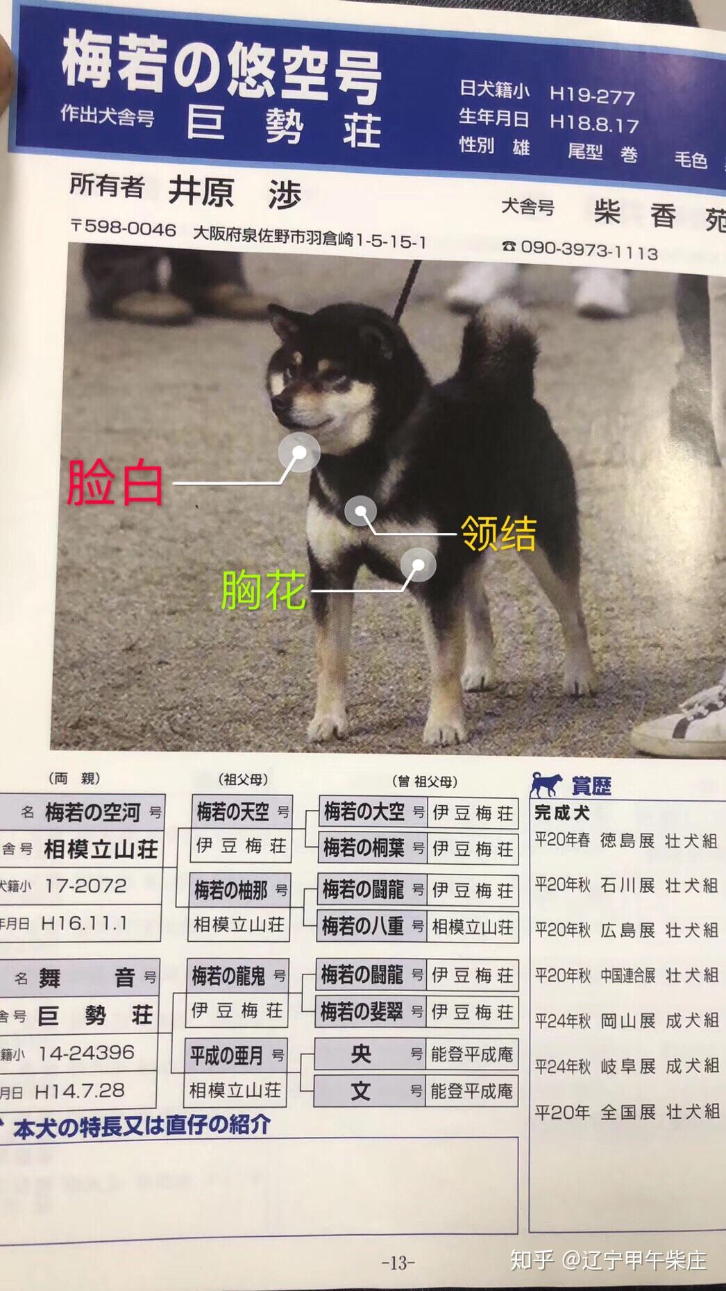 柴犬价格多少钱- 知乎