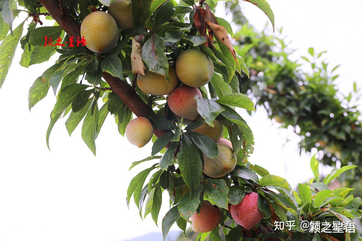 桃形李起源地,书圣故里,桃李风味酸酸甜甜好味道 - 知乎