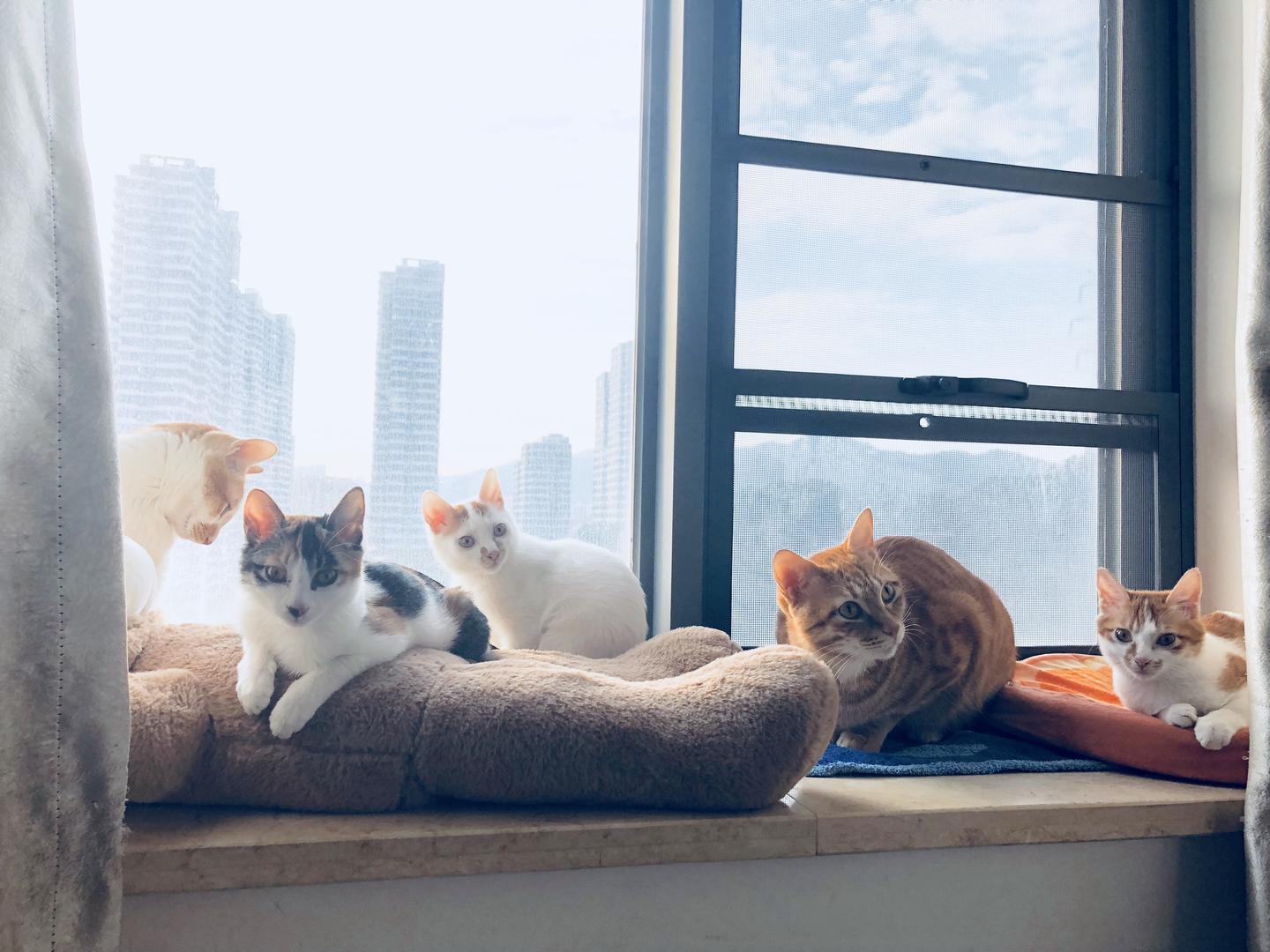 铲屎官的日常 养十只猫的开销一般多少 知乎 铲屎官的日常 养十只猫的开销一般多少 知乎