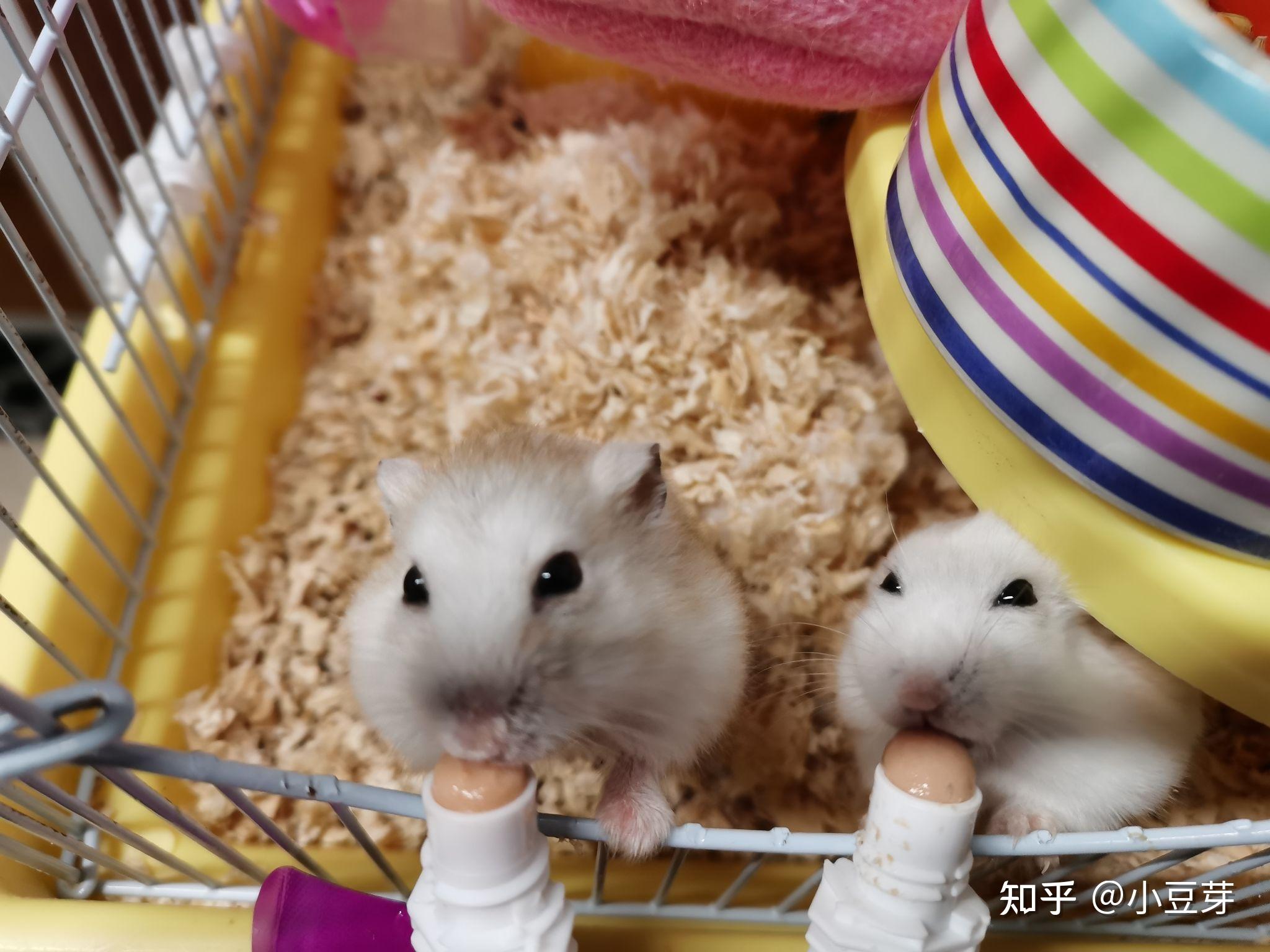 为什么我家布丁仓鼠没有反黑或者反白呀