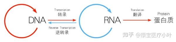 染色体、DNA、基因和RNA无法区分吗？他们之间有什么区别？ - 知乎