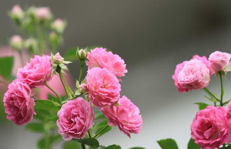 薔薇花怎麼養建議這種種植方法簡單養護起來不難