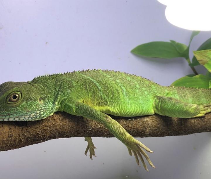 必看中国绿水龙蜥蜴应该如何饲养