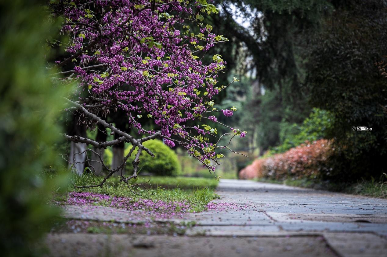 虚化的前景让照片变的有层次