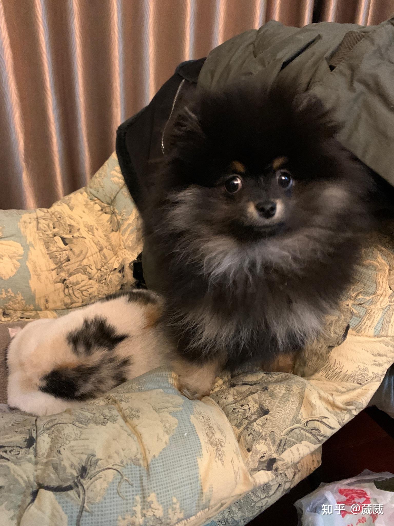 养铁包金博美是种怎样的体验